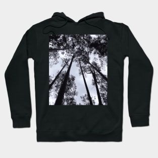 brown tall tree under sunny sky Hoodie